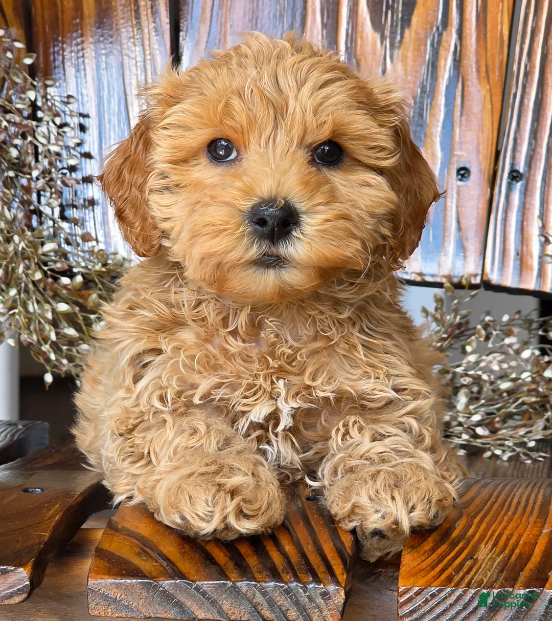 Cockapoo dogs for sale: Honey - Ad 2