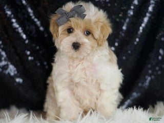 Maltipoo dogs - Ad 6