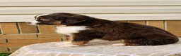 Miniature Australian Shepherd dogs for sale: Rosa - Ad 2