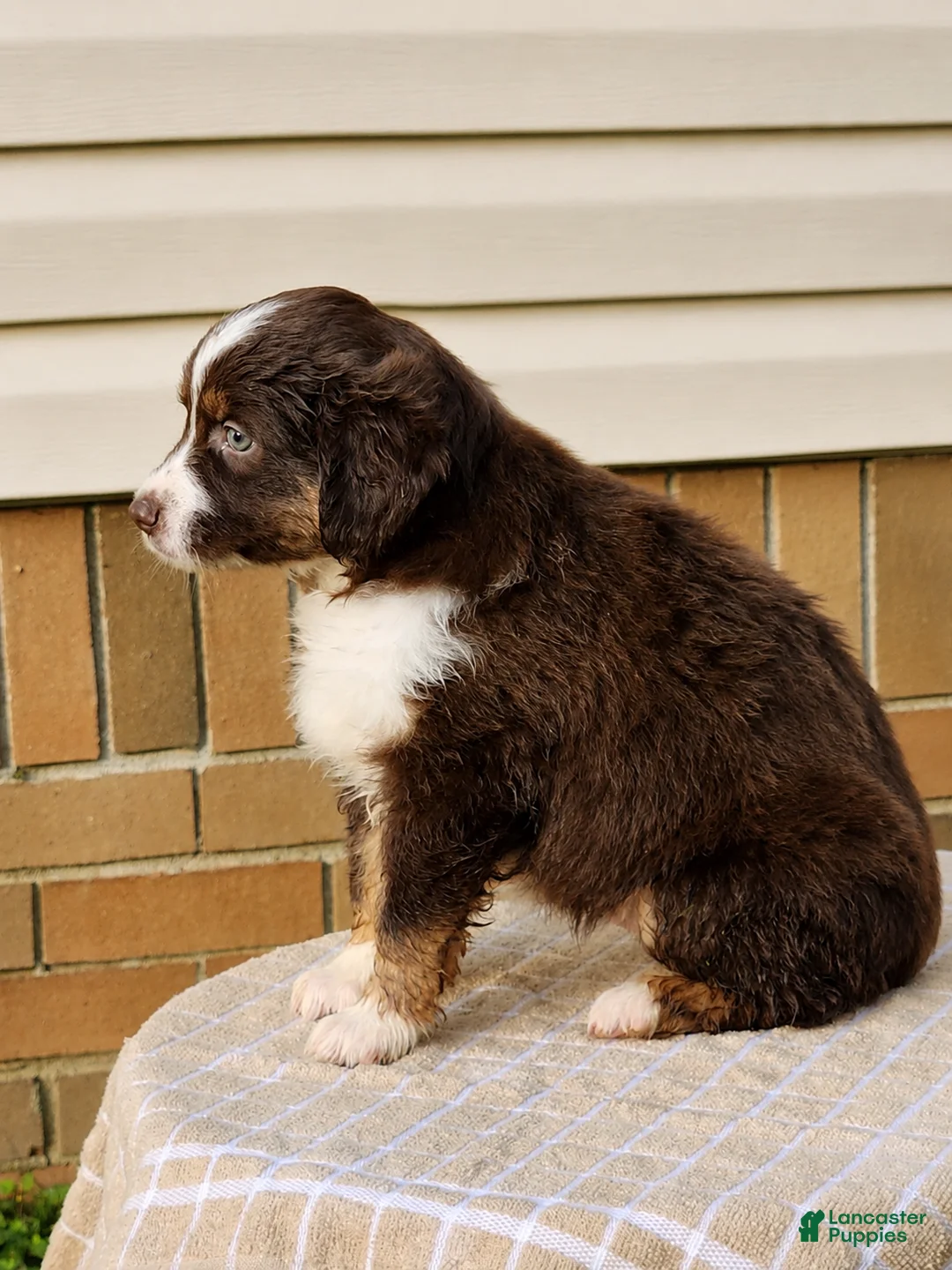 Miniature Australian Shepherd dogs for sale: Rosa - Ad 2