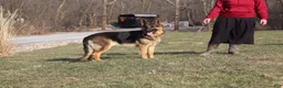 German Shepherd dogs for sale: Atlas - Ad 9