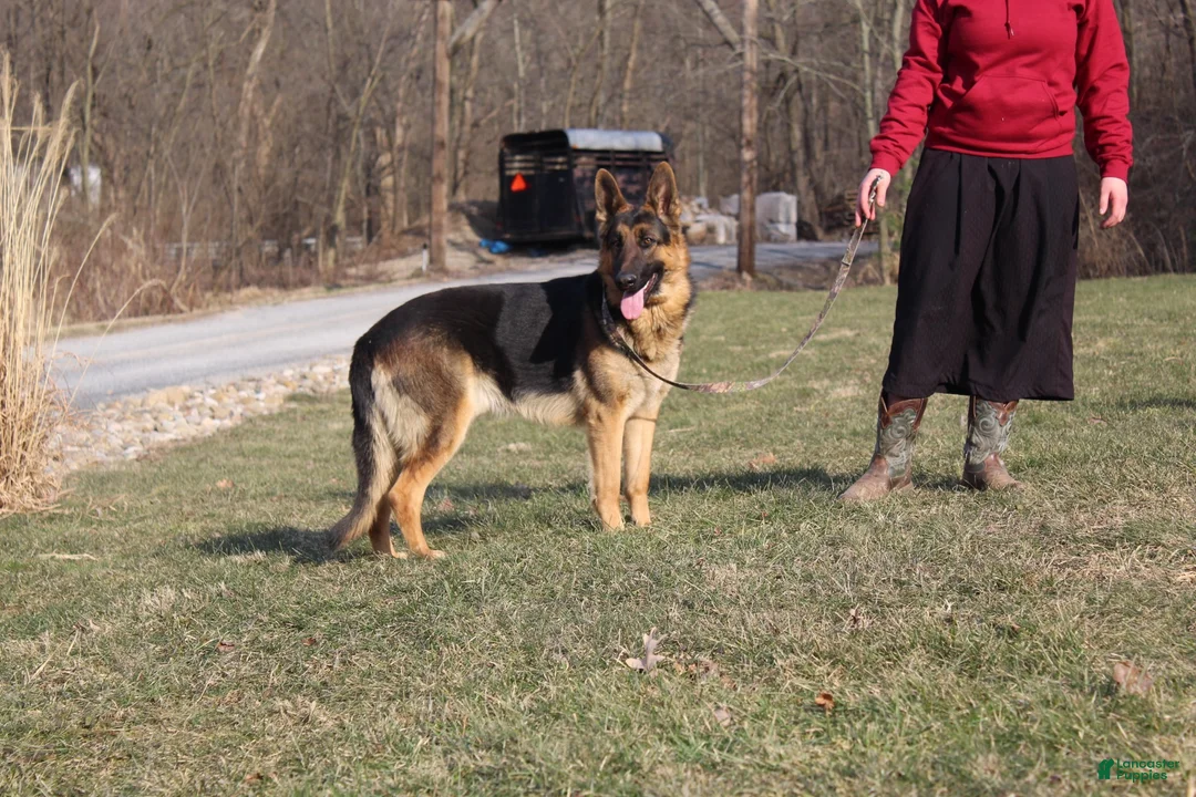 German Shepherd dogs for sale: Atlas - Ad 9