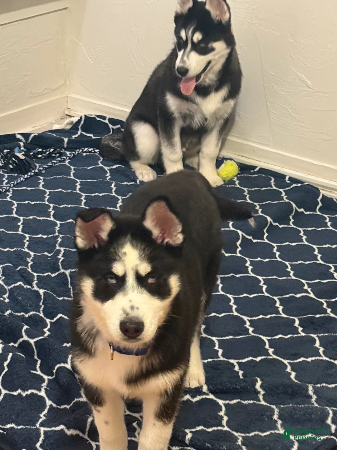 Gallery Image {{count}}