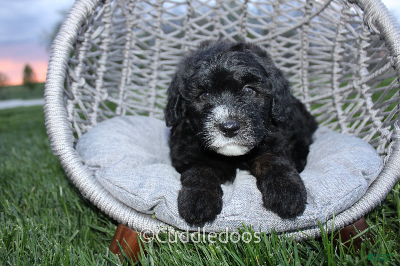 Mini Sheepadoodle dogs Lilac - Ad 1