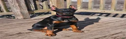 Doberman Pinscher dogs for sale: Scarlett  - Ad 6