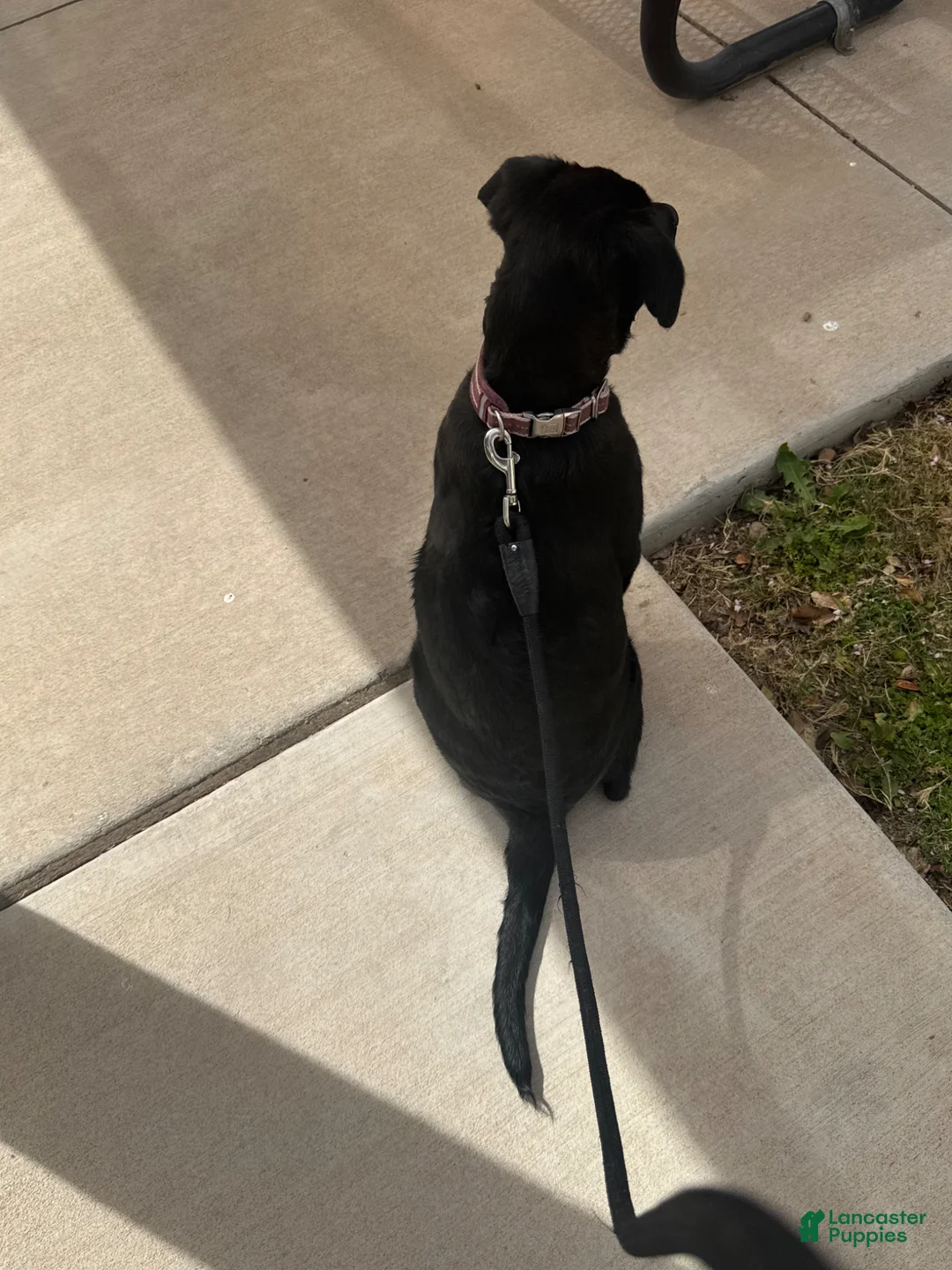 German Shepherd dogs for sale: German Shepherd Puppy 1 - Ad 4