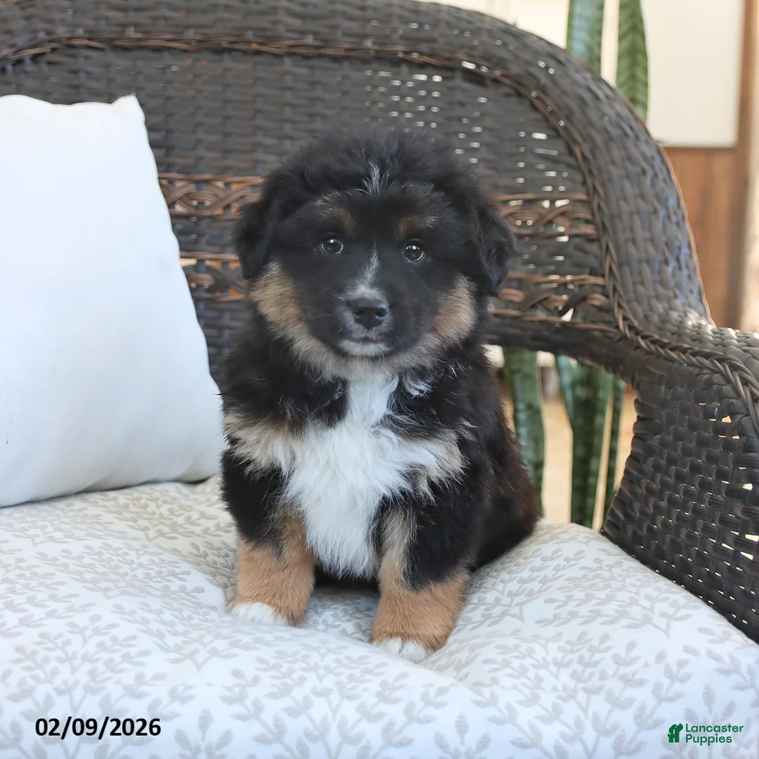 Miniature Australian Shepherd dogs for sale: Fern - Ad 1