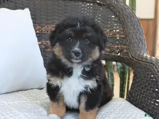 Miniature Australian Shepherd dogs Fern - Ad 18