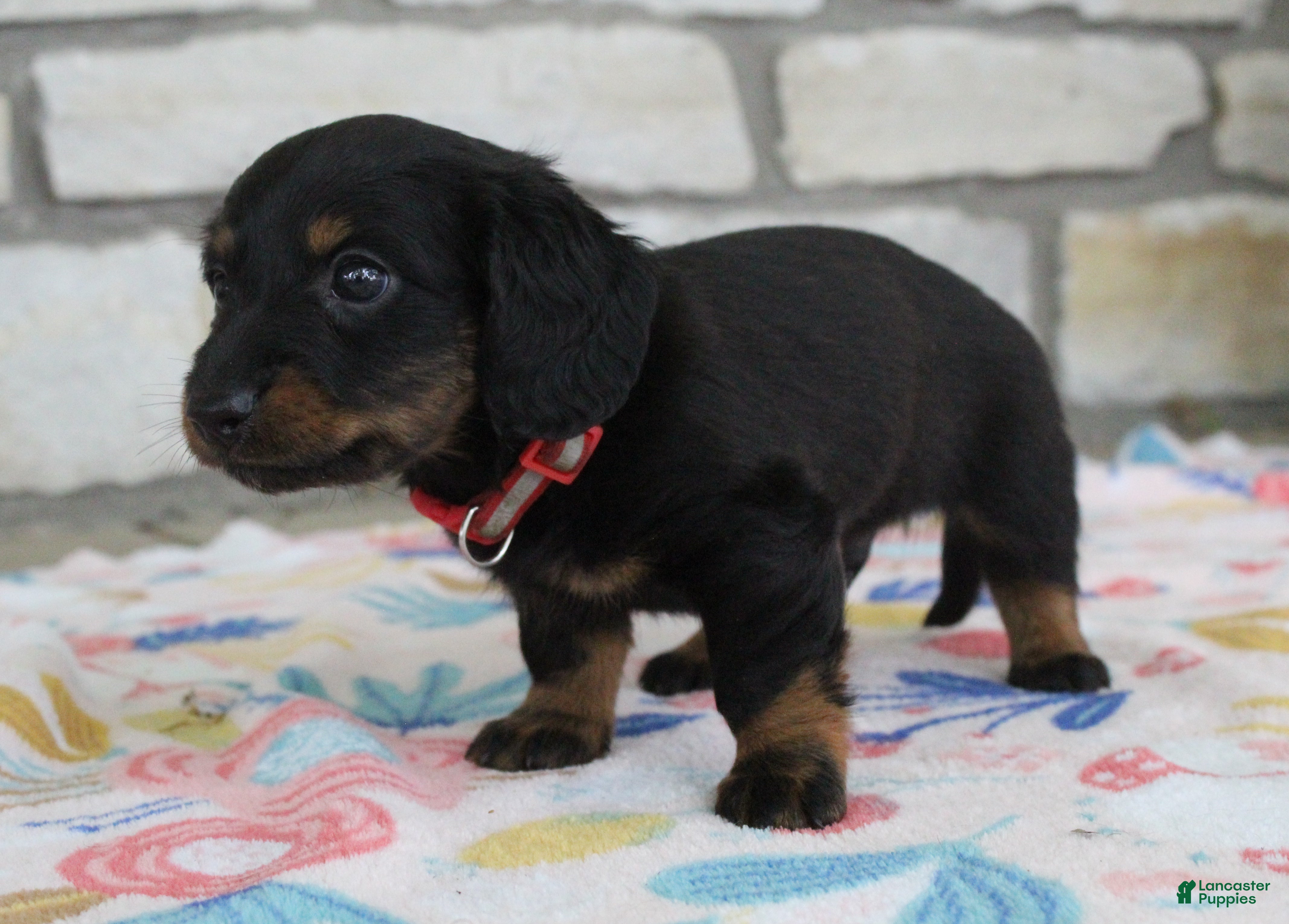 Miniature Dachshund dogs Alaska - Ad 2