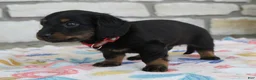 Miniature Dachshund dogs for sale: Alaska - Ad 2