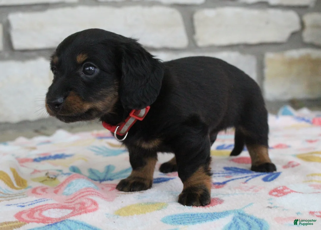 Miniature Dachshund dogs for sale: Alaska - Ad 2