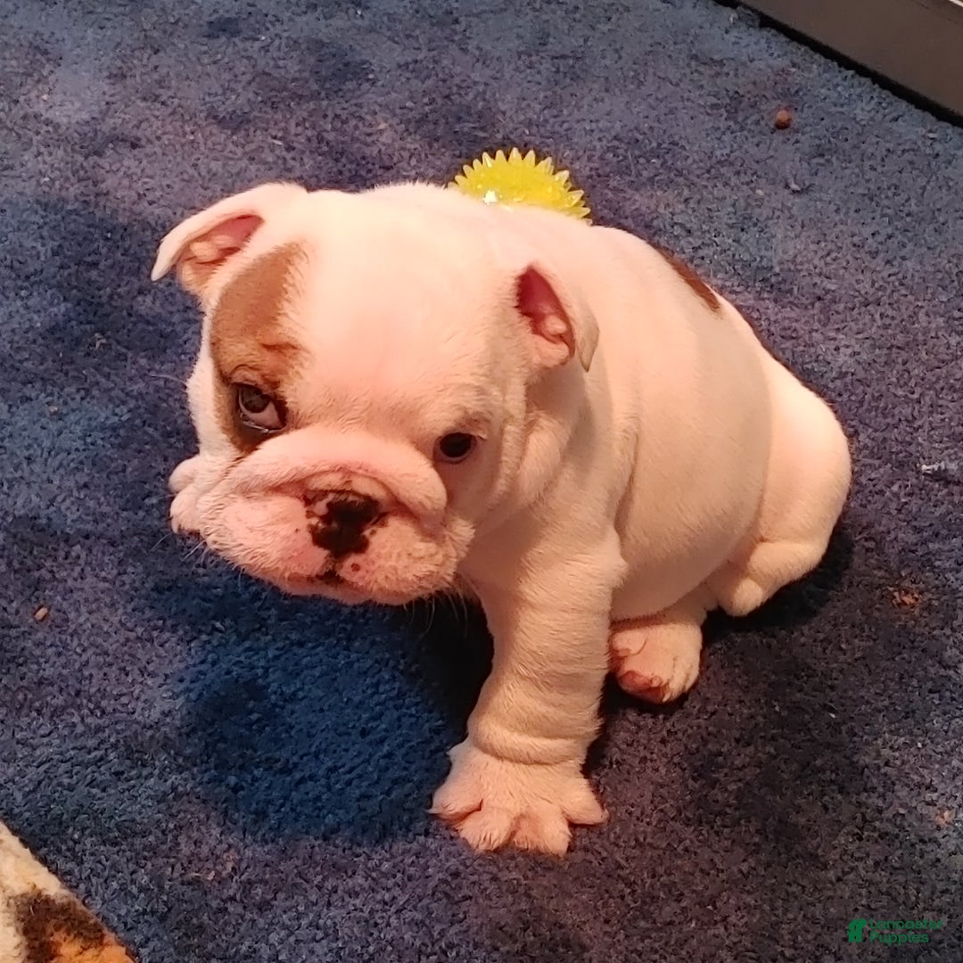 English Bulldog dogs for sale: Gabe - Ad 4