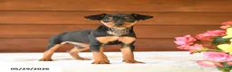 Miniature Pinscher dogs for sale: Cuddles - Ad 5