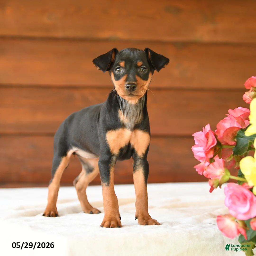 Miniature Pinscher dogs for sale: Cuddles - Ad 5