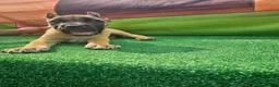 Cane Corso dogs for sale: MAX - Ad 7