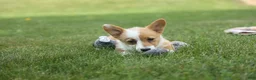 Welsh Corgi Pembroke dogs for sale: Dixie 🐶💖 - Ad 4