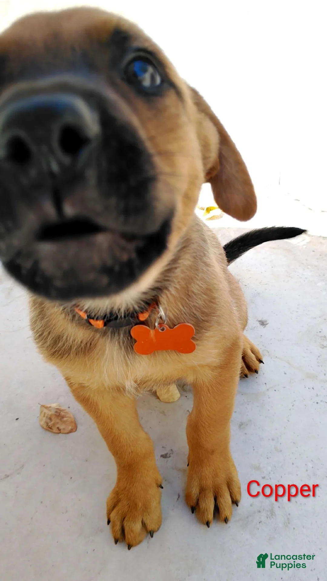 Belgian Malinois dogs for sale: Belgian Malinois 9 Copper - Ad 1