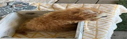 Mini Bernedoodle dogs for sale: Beaver - Ad 7