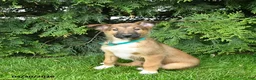 Mixed Breed dogs for sale: Eddie - Ad 1