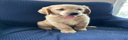 Mixed Breed dogs for sale: Mixed Breed Puppy 1 blue collar - Ad 1