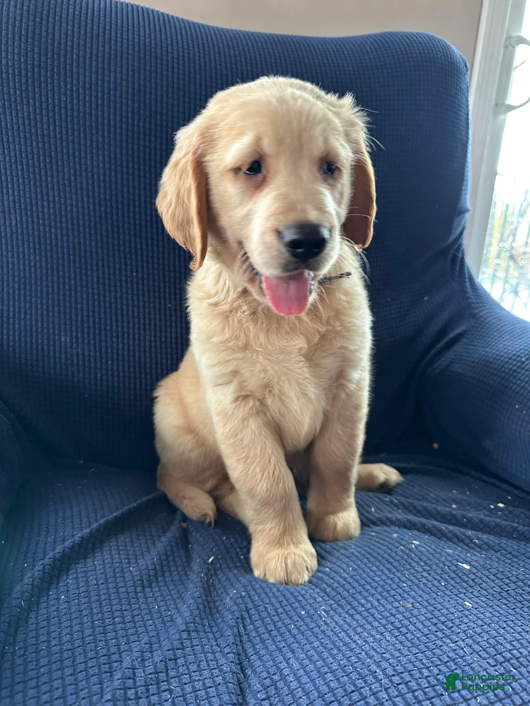 Mixed Breed dogs for sale: Mixed Breed Puppy 1 blue collar - Ad 1