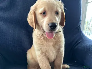 Mixed Breed dogs for sale: Mixed Breed Puppy 1 blue collar - Ad 2
