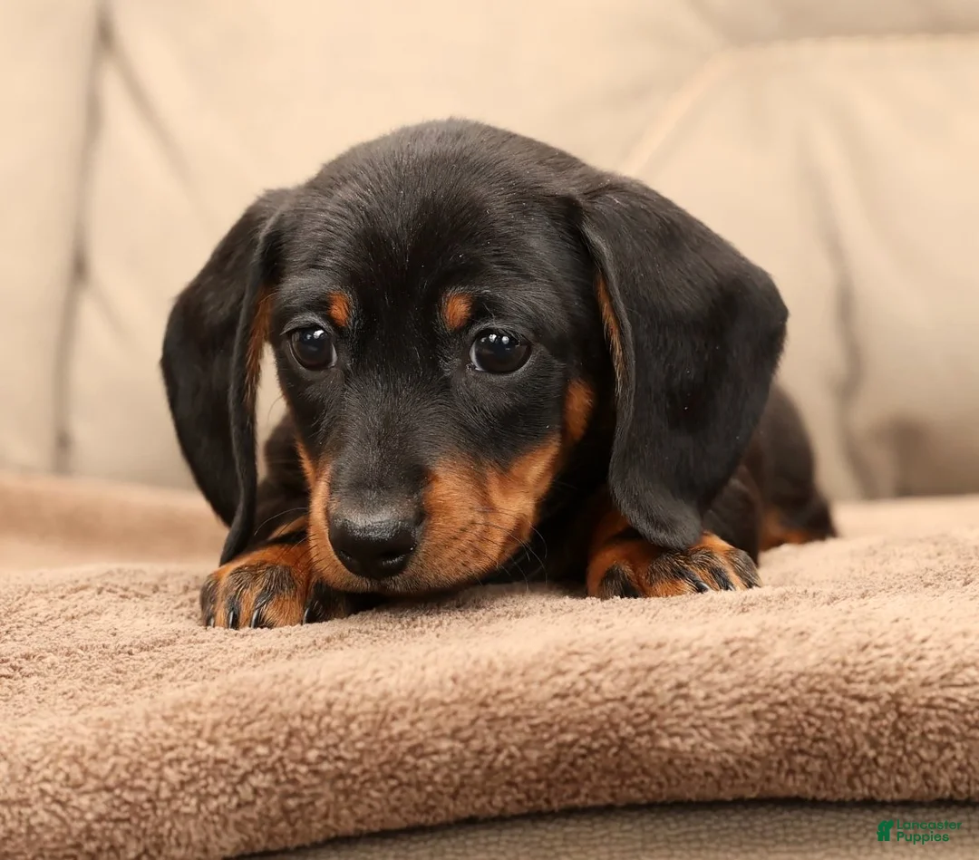Miniature Dachshund dogs for sale: Bruno - Ad 4