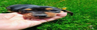 Dachshund Puppy 1