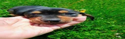 Miniature Dachshund dogs for sale: Dachshund Puppy 1 - Ad 1