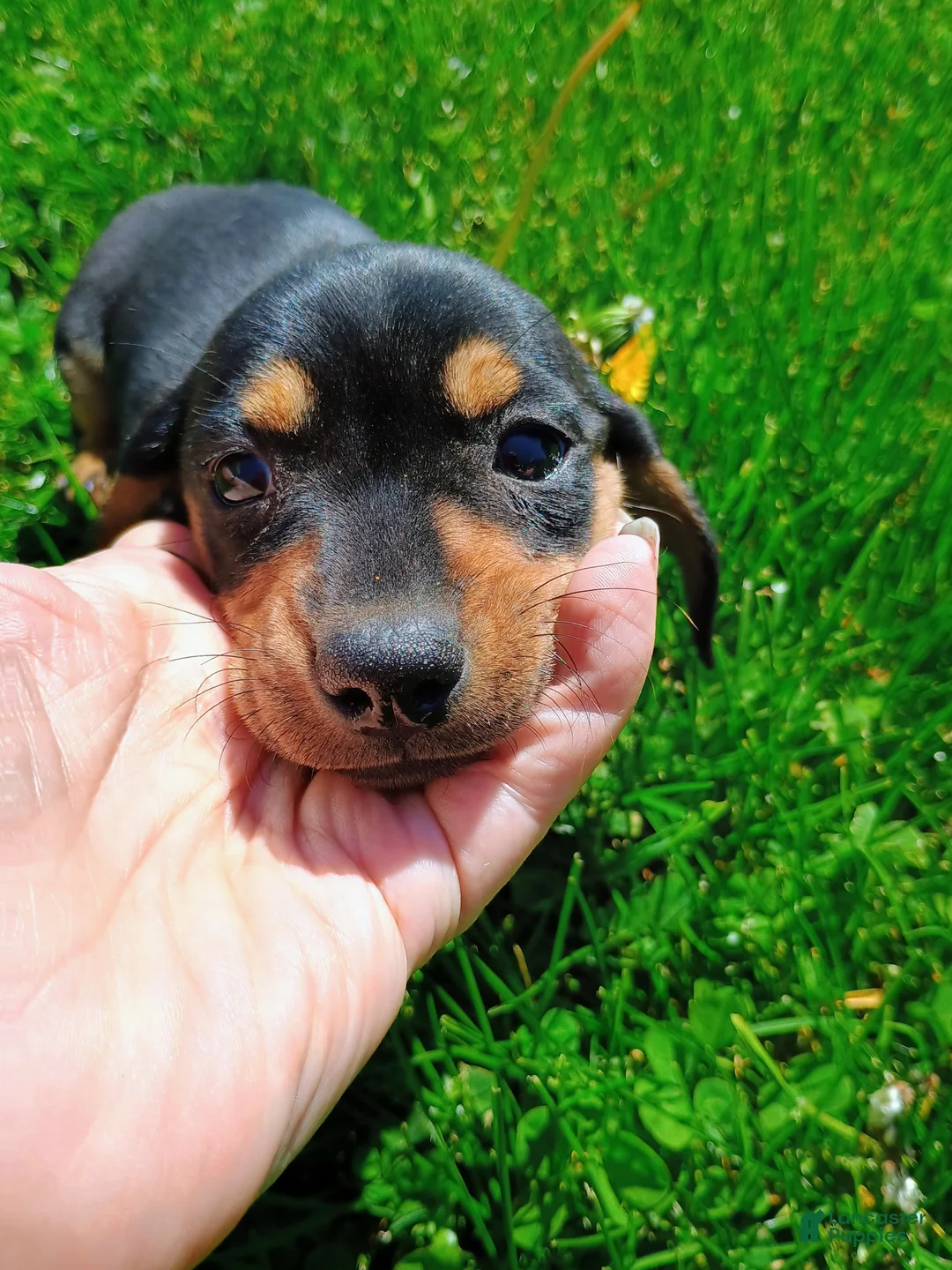 Miniature Dachshund dogs for sale: Dachshund Puppy 1 - Ad 1