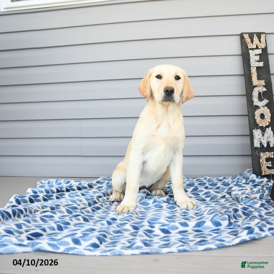 Goldador dogs Kola - Ad 1