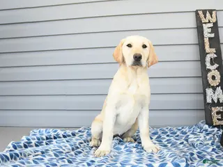 Goldador dogs for sale: Kola - Ad 3