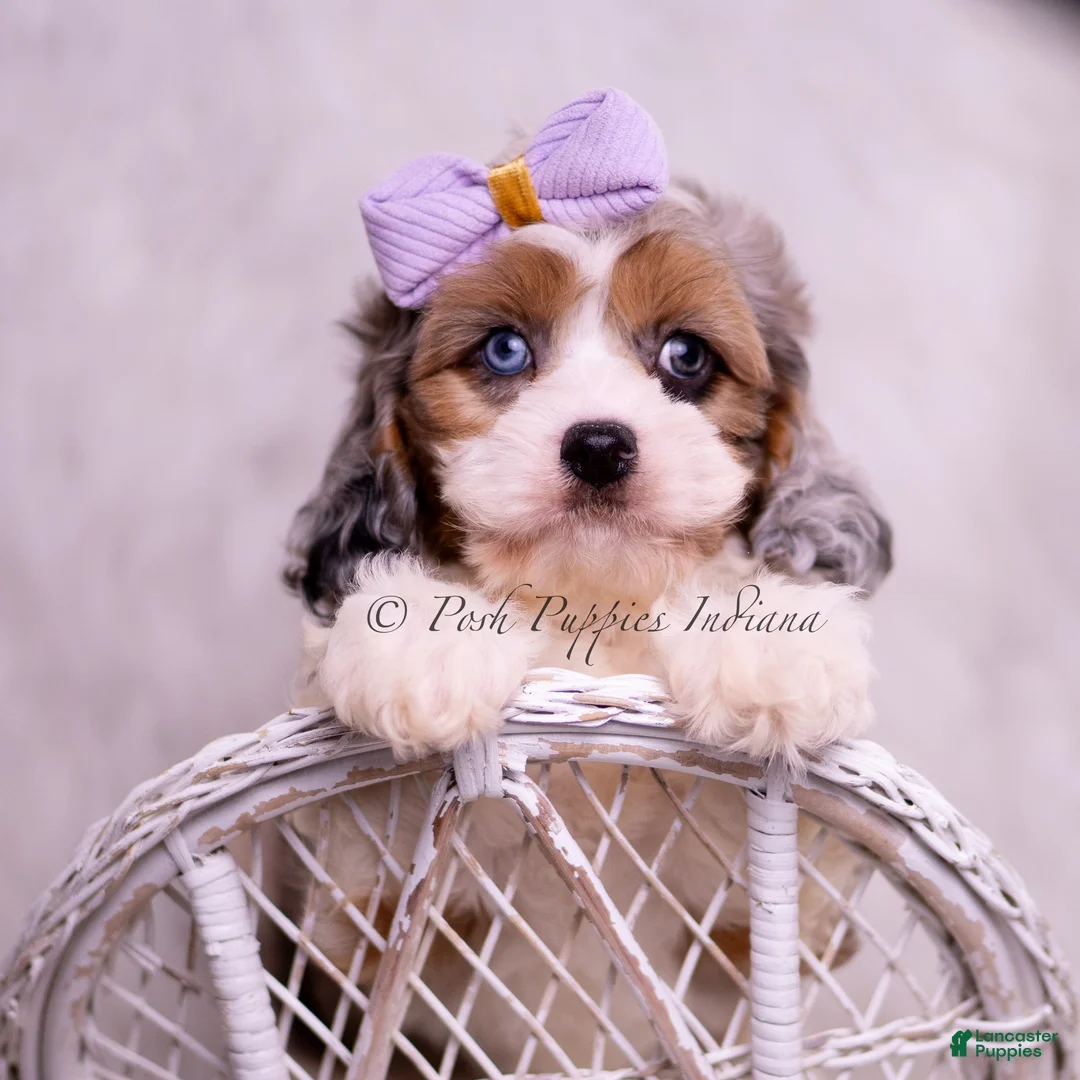 Cavapoo dogs for sale: Fantastic - Ad 2