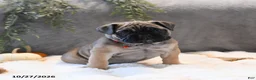 English Bulldog dogs for sale: Maisie - Ad 2