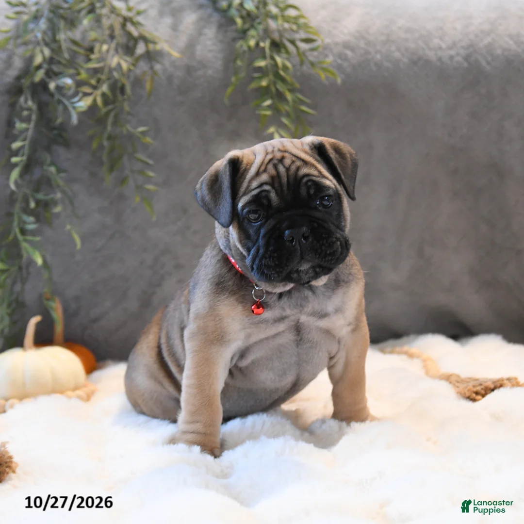 English Bulldog dogs for sale: Maisie - Ad 2