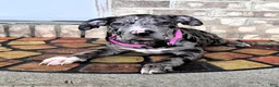 American Bully dogs for sale: "LAUREN HILL" BLUE MERLE TRI - Ad 11