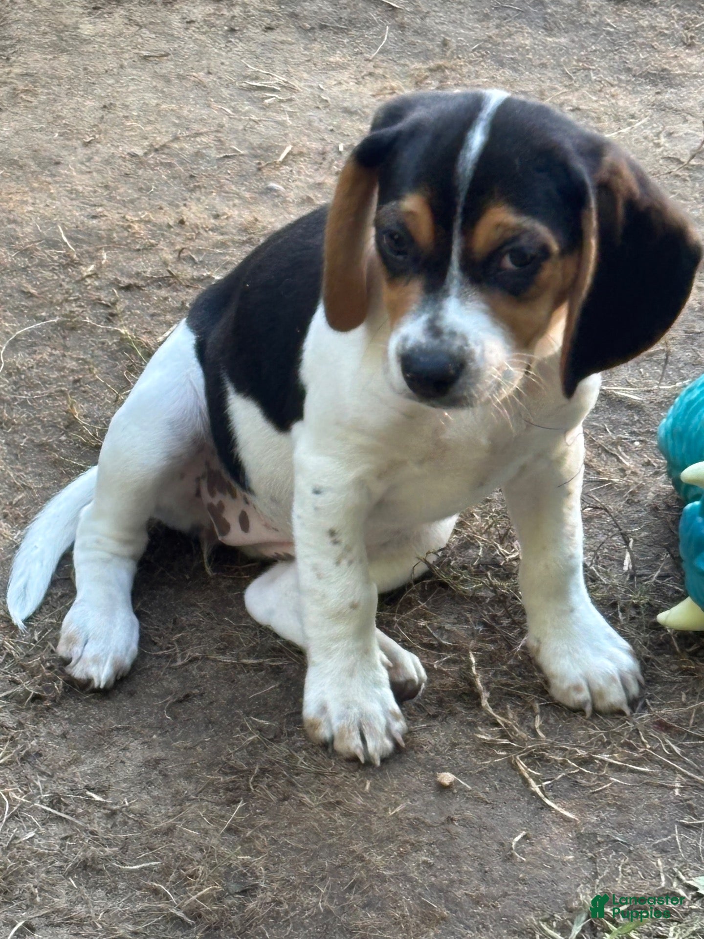 Beagle