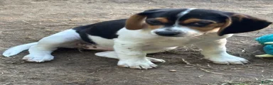 Beagle 3