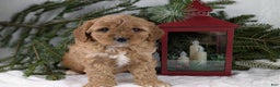 Cavapoo dogs for sale: Arthur  - Ad 8