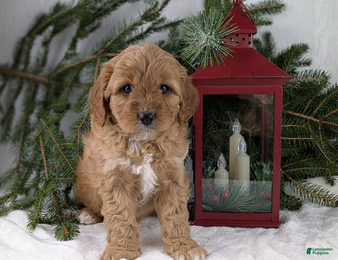 Cavapoo dogs for sale: Arthur  - Ad 8