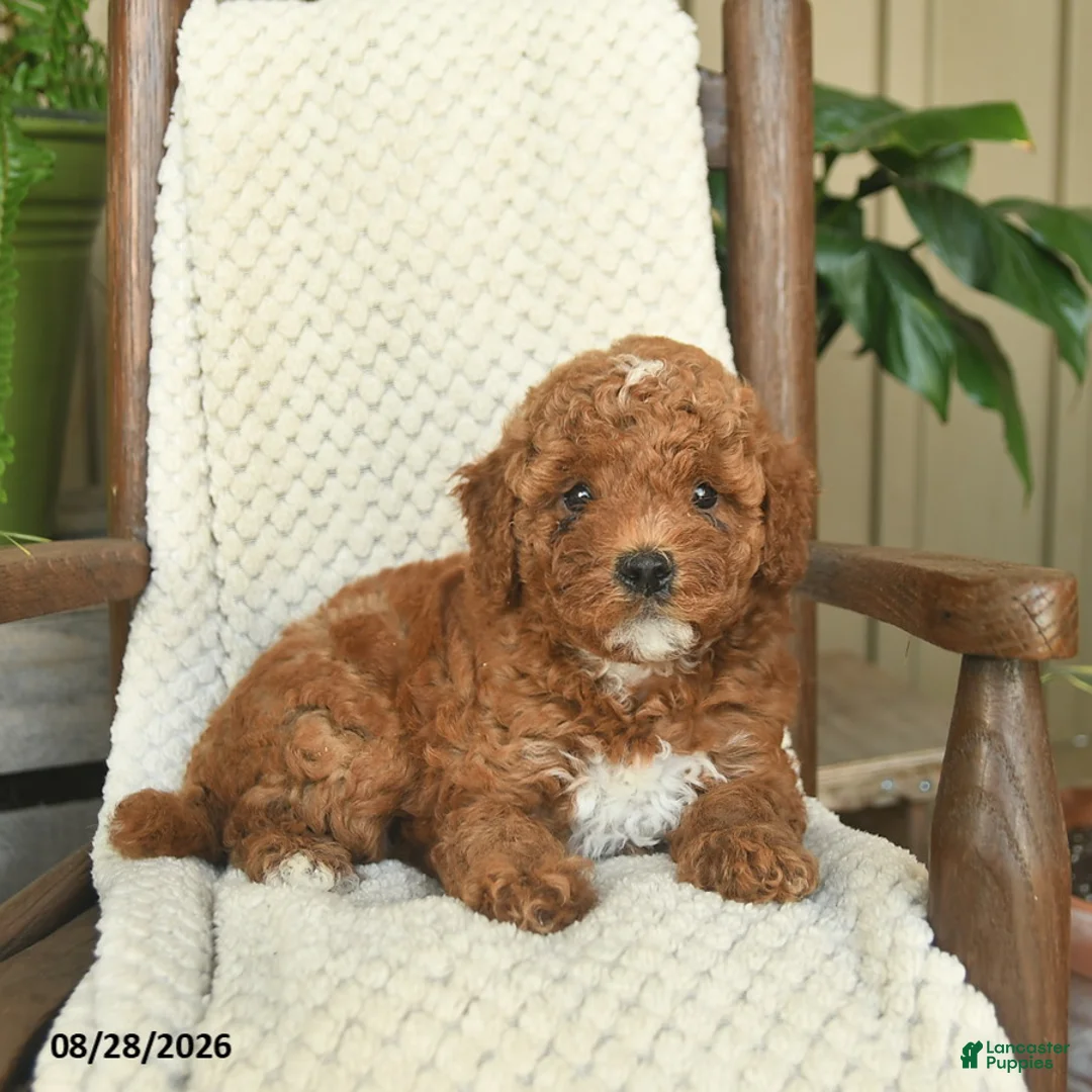 Mini Goldendoodle dogs for sale: Chloe  - Ad 2