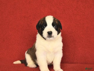 Saint Bernard dogs - Ad 14