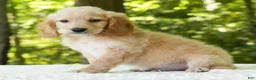Mini Goldendoodle dogs for sale: Caden - Ad 3