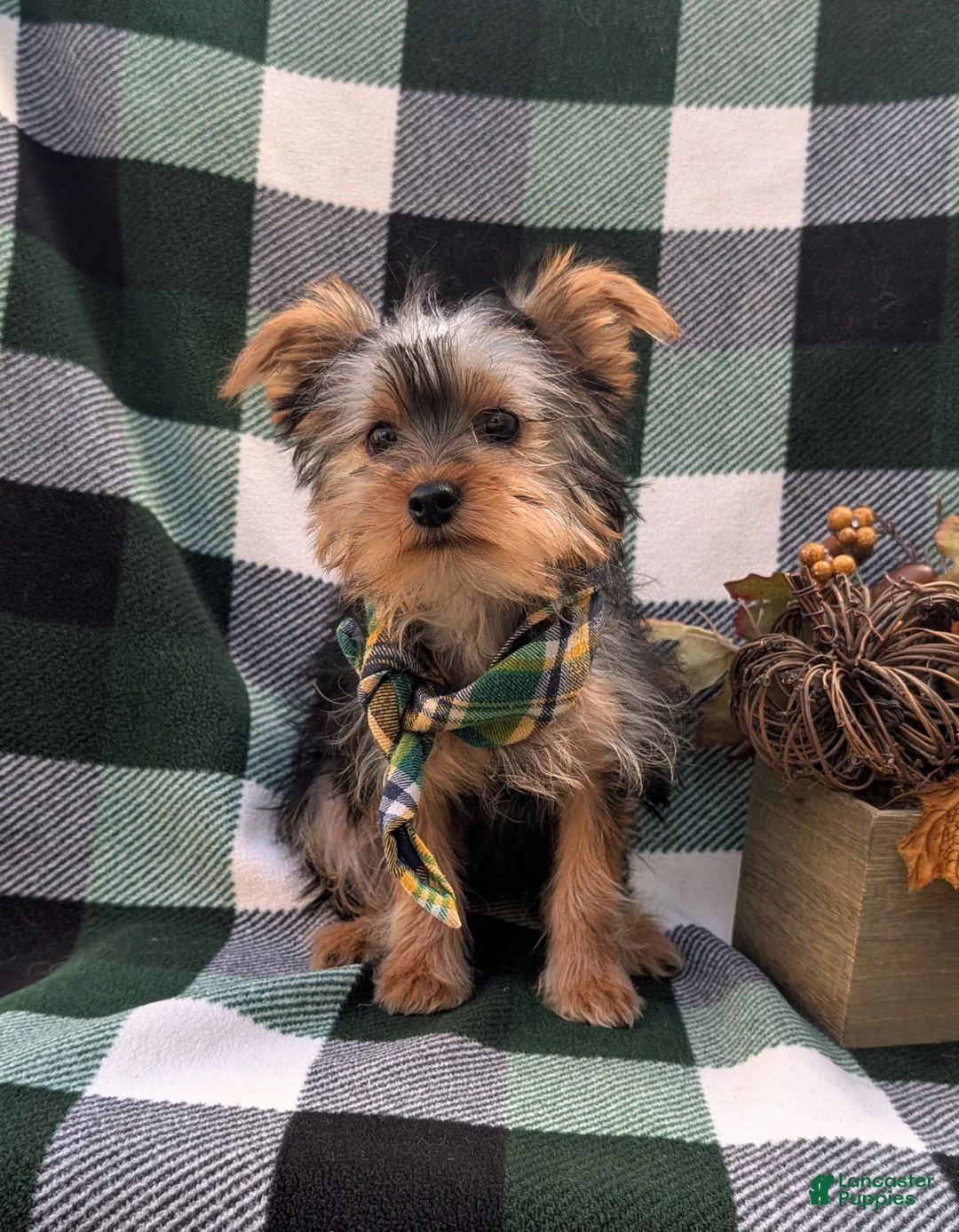 Yorkshire Terrier dogs for sale: Murphy - Ad 3