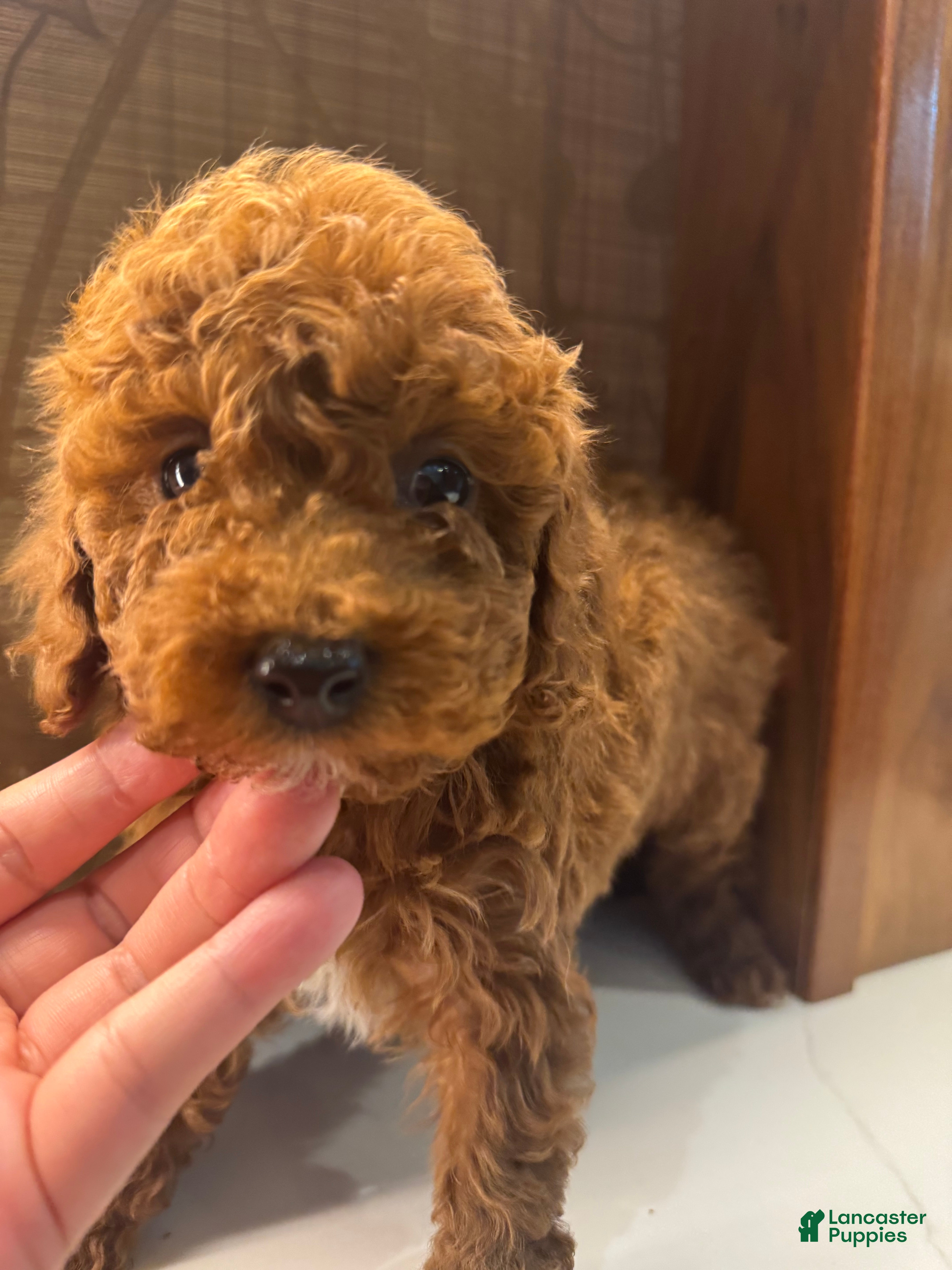 Toy Poodle dogs Mocha  - Ad 1