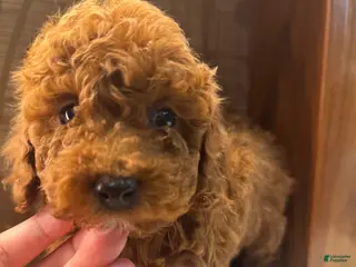 Toy Poodle dogs Mocha - Ad 20