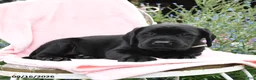 Labrador Retriever dogs for sale: Minty - Ad 5