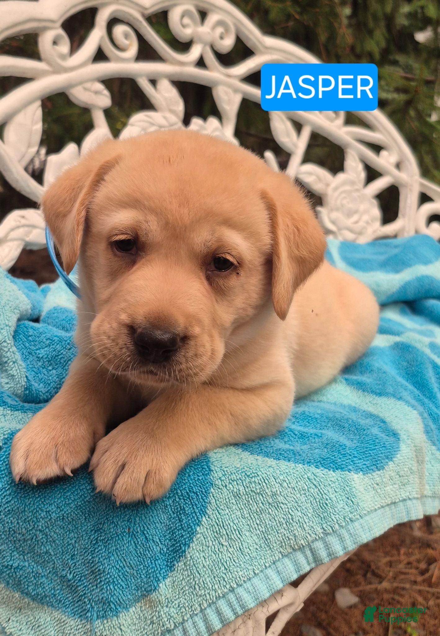 Labrador Retriever dogs Jasper - Ad 2