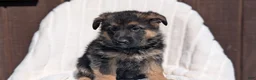 German Shepherd dogs for sale: Zoey - Ad 6