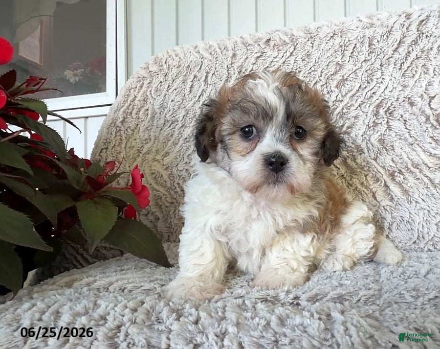 Teddy Bear dogs Lacey - Ad 2